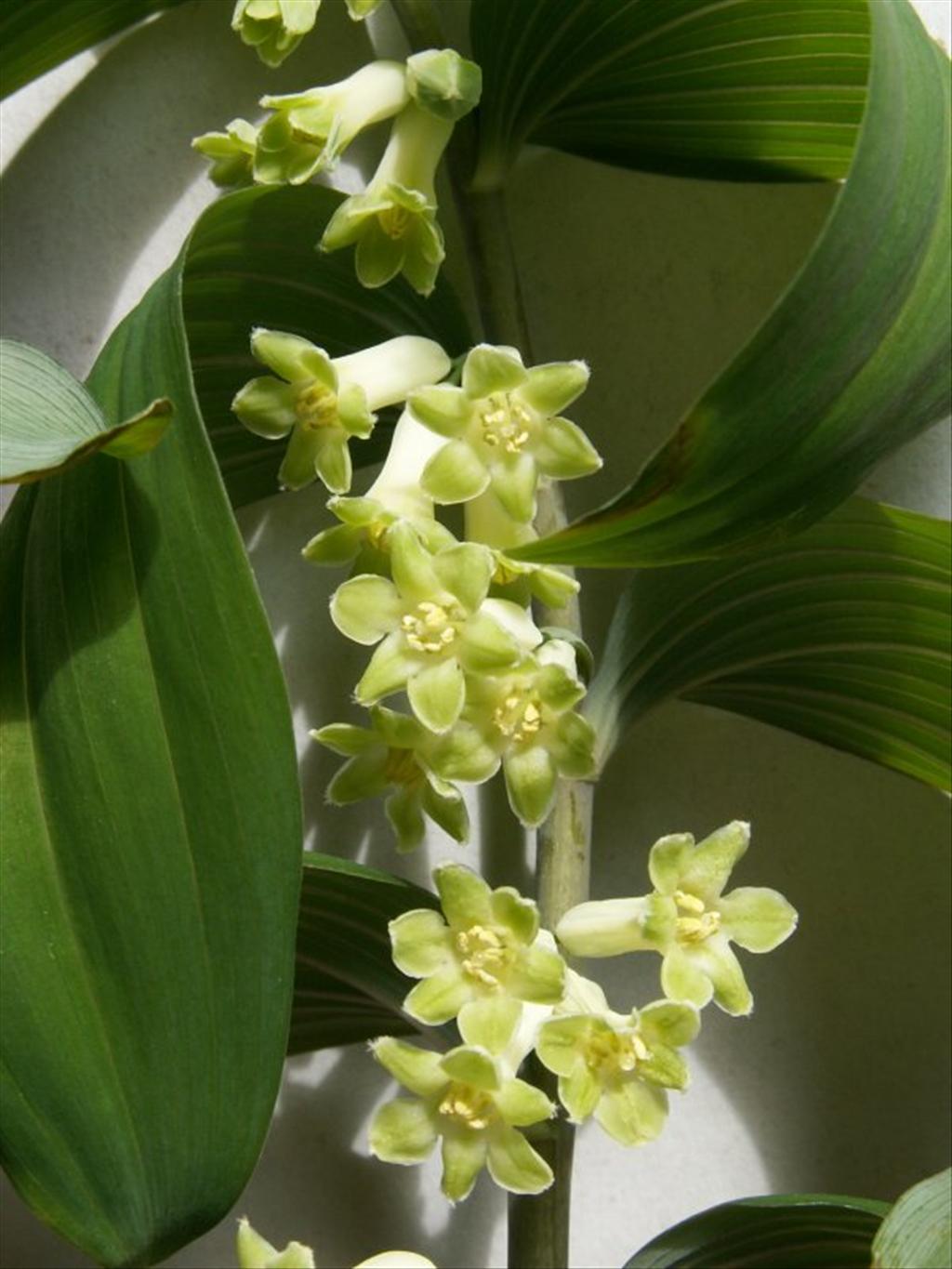 Polygonatum multiflorum (door Han Beeuwkes)