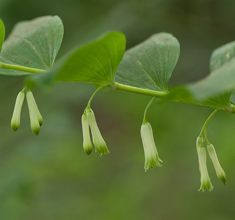 Polygonatum multiflorum (door Wijnand van Buuren)