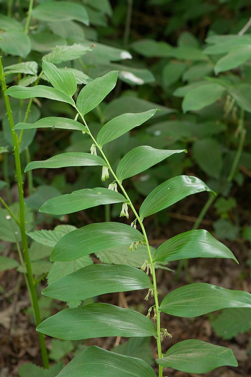 Polygonatum multiflorum (door Wijnand van Buuren)