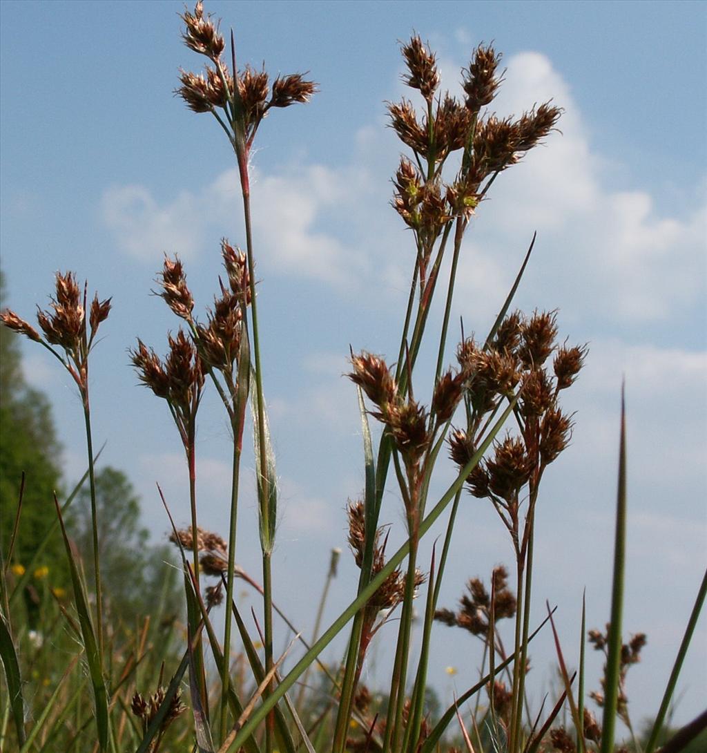 Luzula multiflora subsp. multiflora (door Han Beeuwkes)