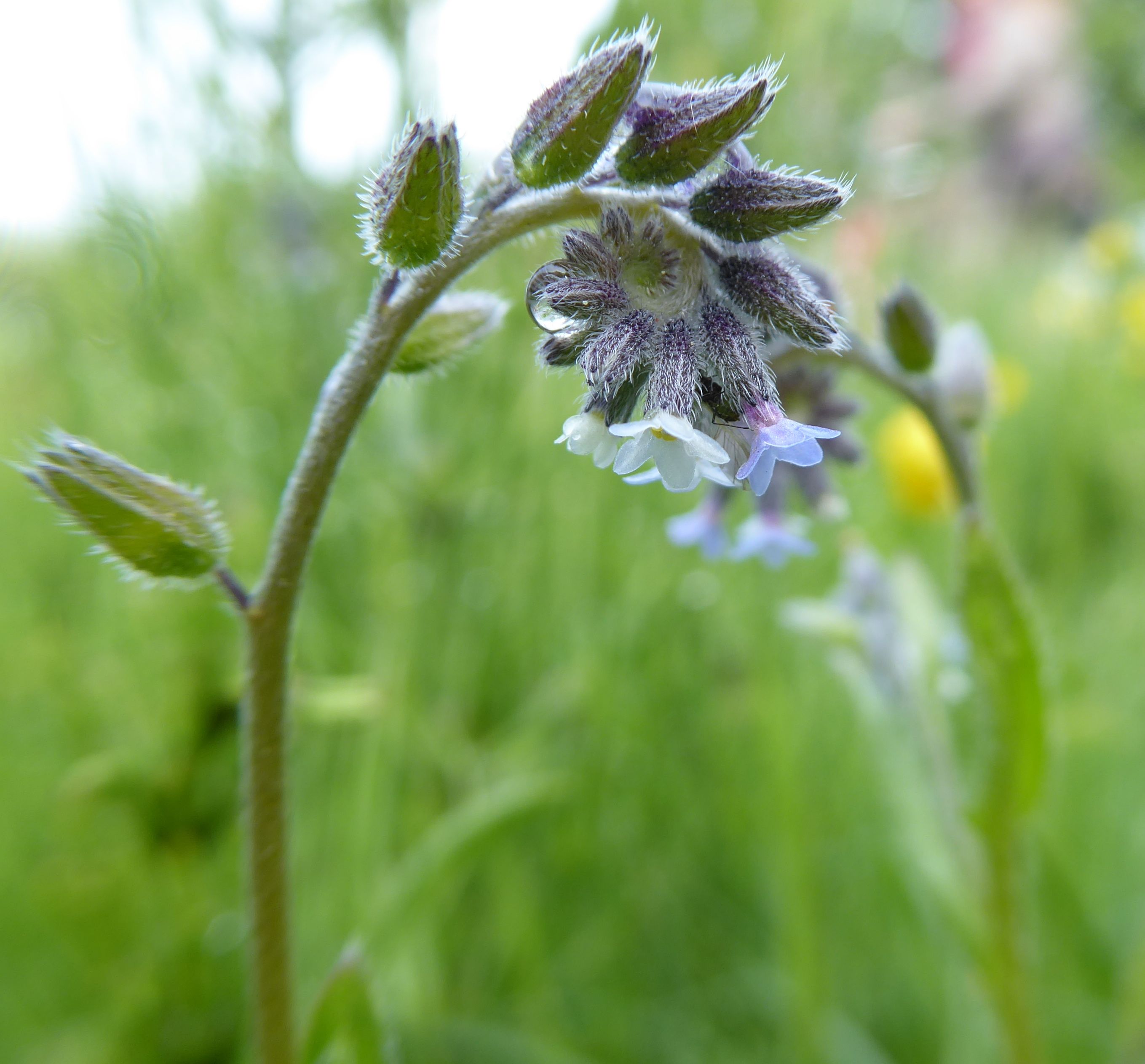 Myosotis discolor s.l. (door Koen van Zoest)