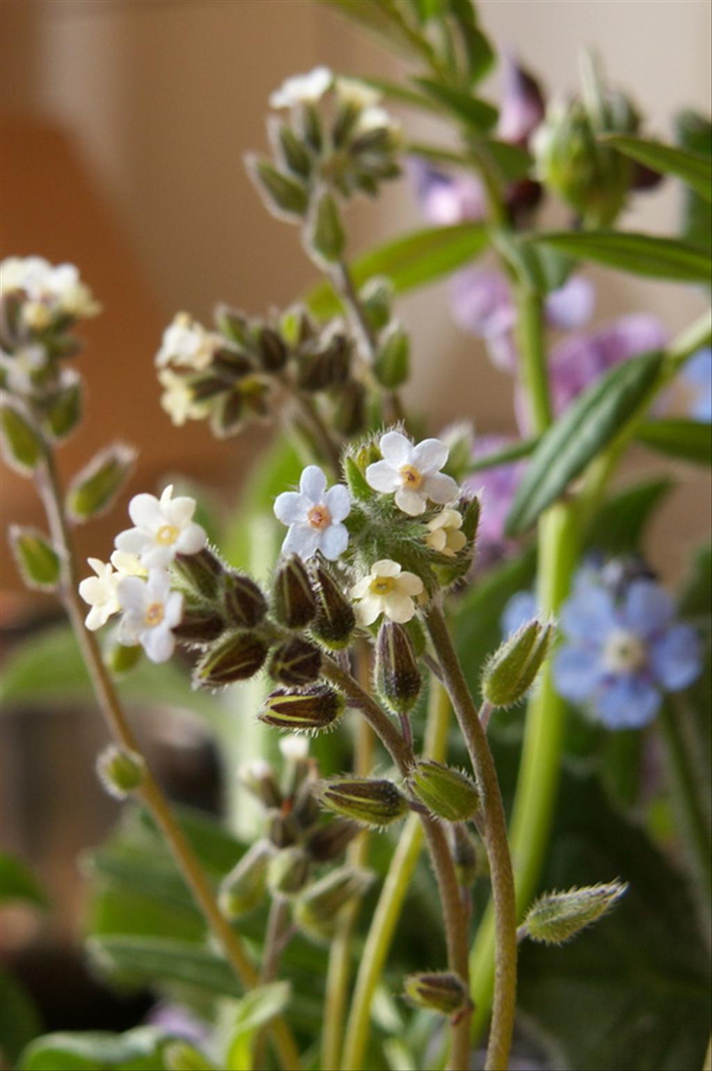 Myosotis discolor s.l. (door Han Beeuwkes)