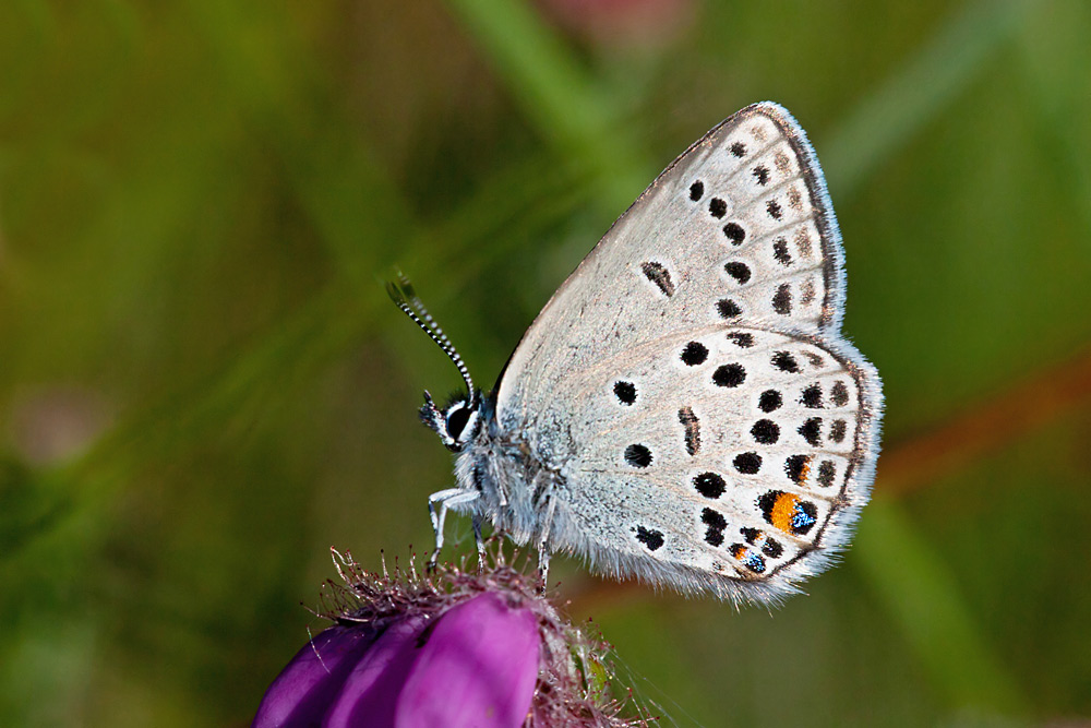 Plebejus optilete (door John Breugelmans)