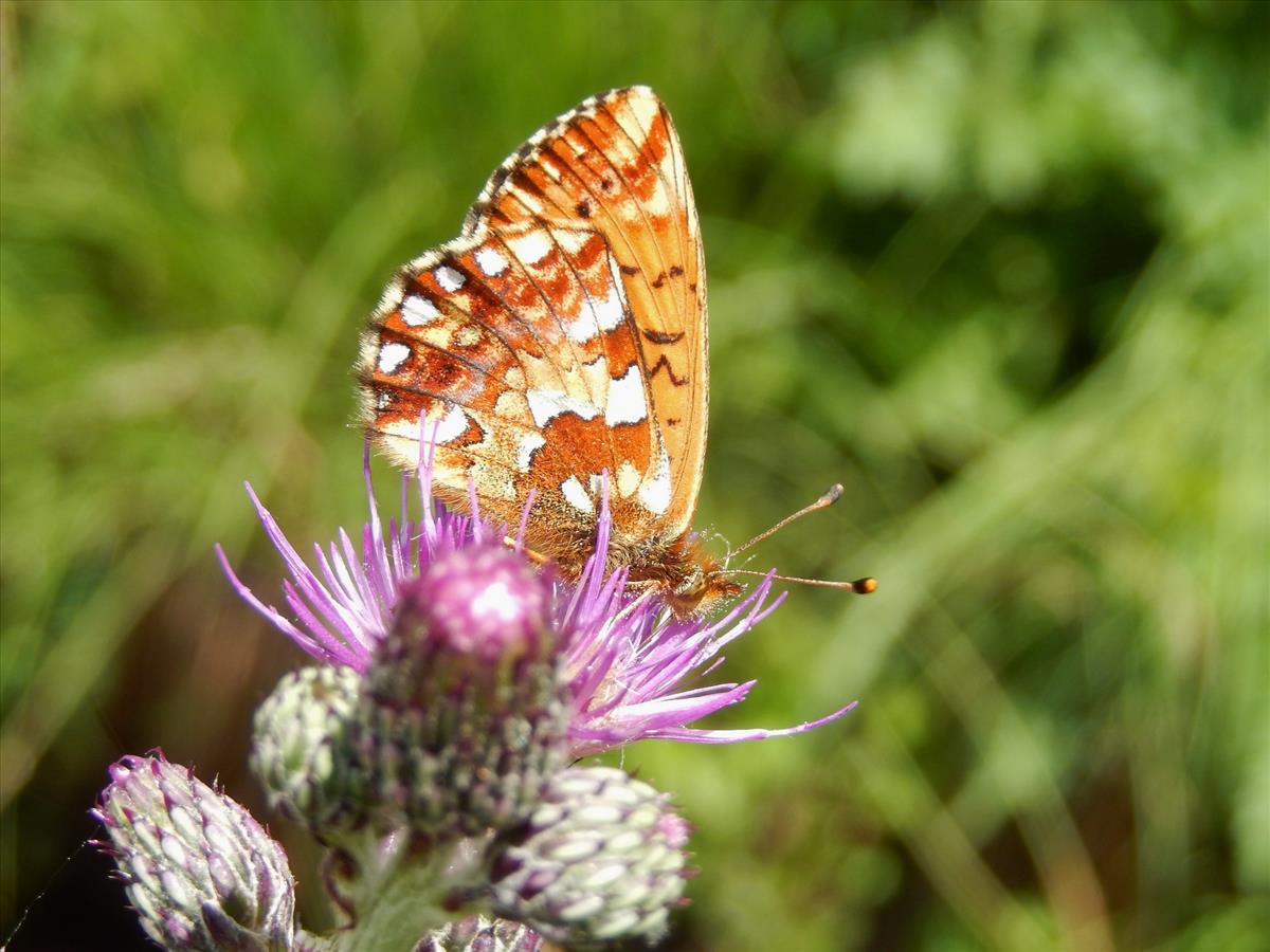 Boloria aquilonaris (door Kars Veling)