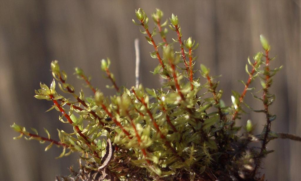 Bryum pseudotriquetrum (door Menno van den Bos)