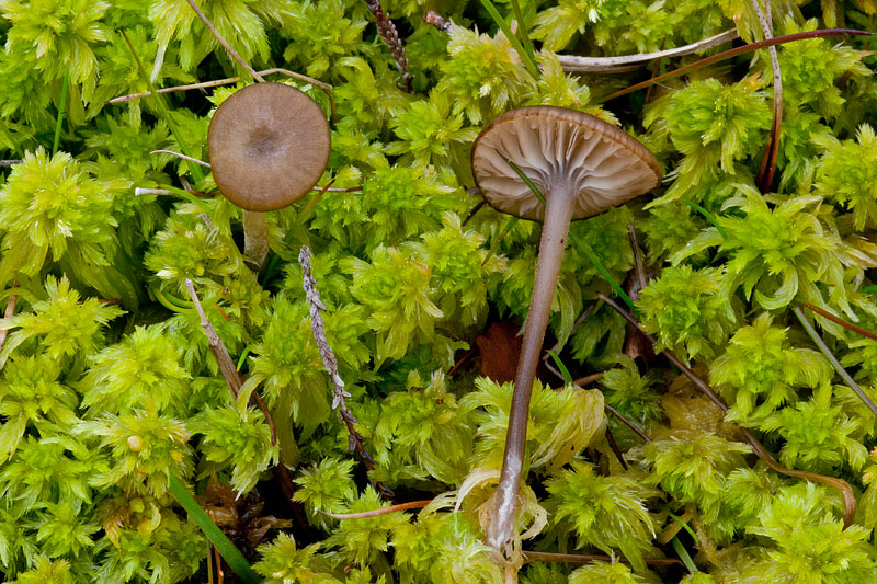 Lyophyllum palustre (door John Breugelmans)