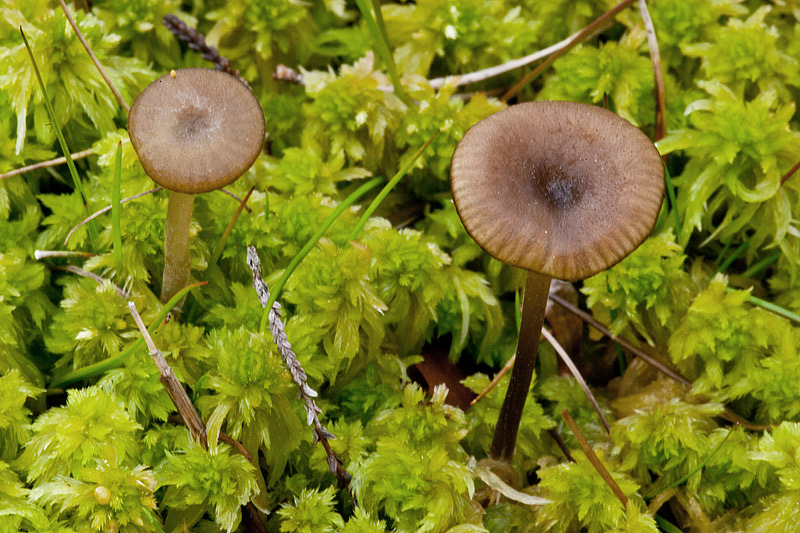 Lyophyllum palustre (door John Breugelmans)