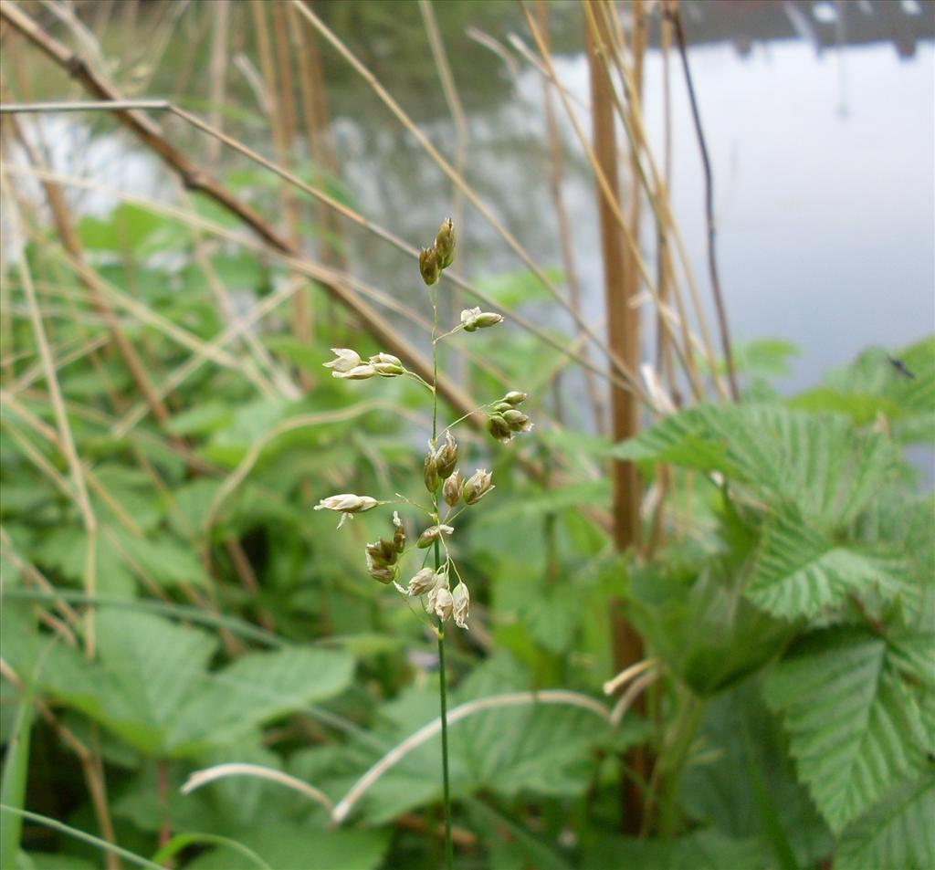 Anthoxanthum nitens (door Dick Kerkhof)