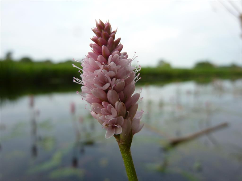 Persicaria amphibia (door Koen van Zoest)