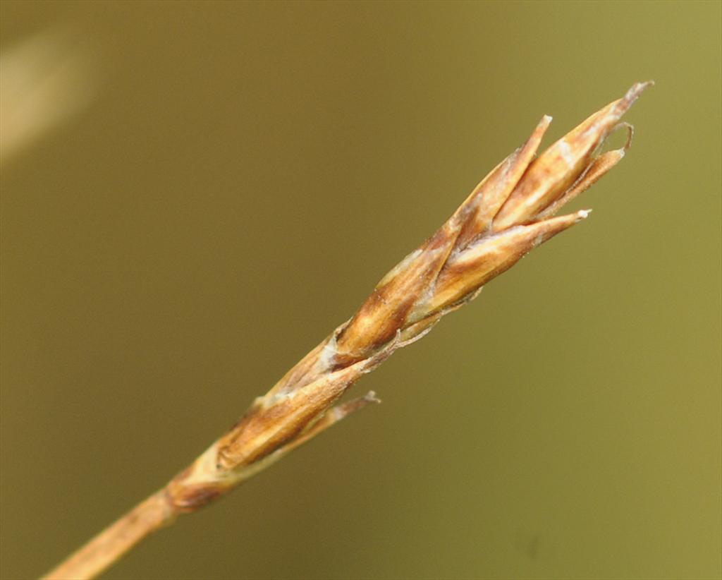 Carex davalliana (door Theo Muusse)