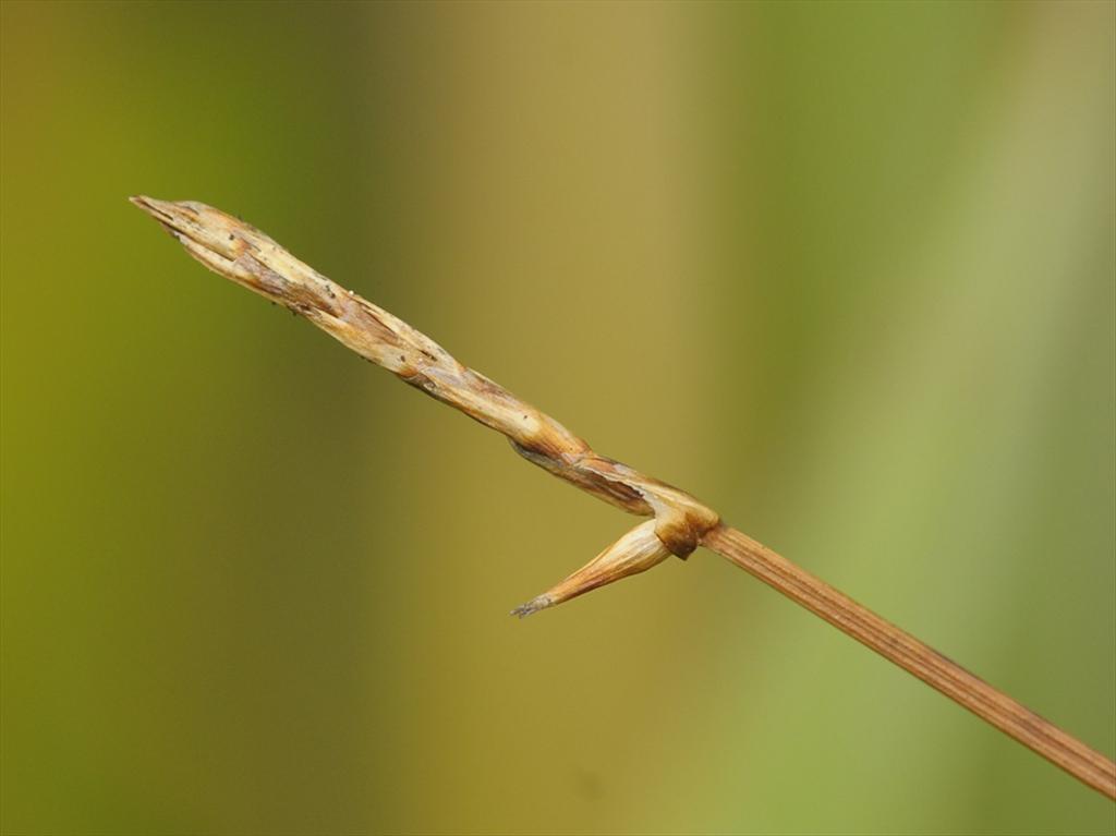 Carex davalliana (door Theo Muusse)