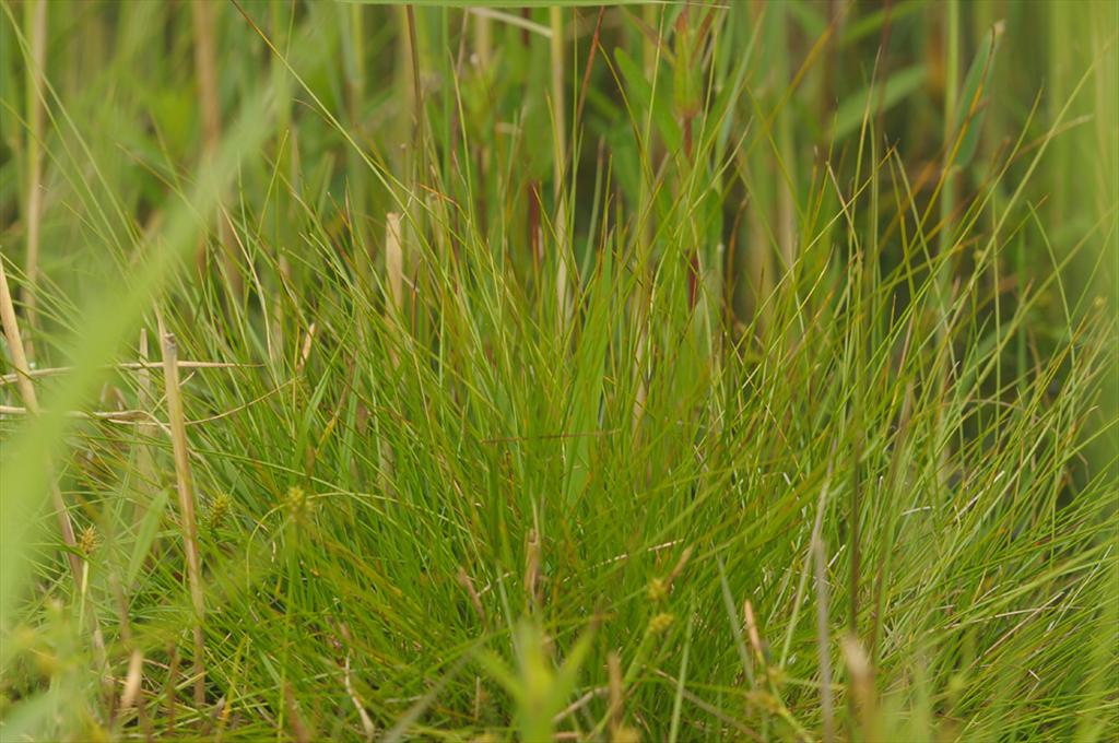 Carex davalliana (door Theo Muusse)