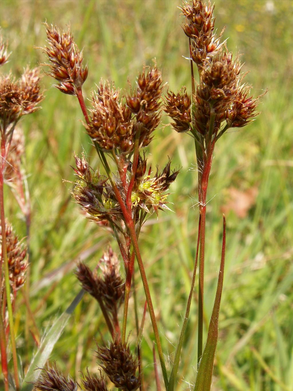 Luzula congesta / multiflora (door Han Beeuwkes)