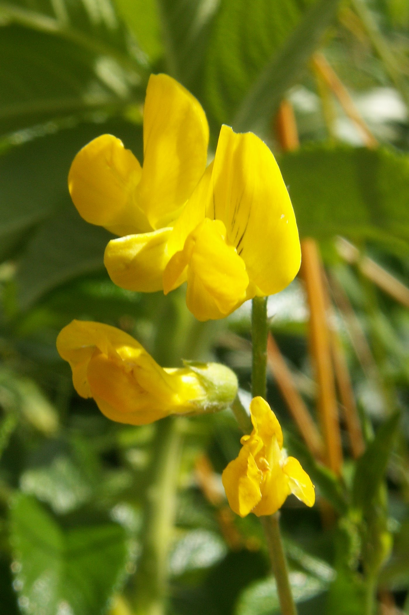 Lathyrus pratensis (door Han Beeuwkes)