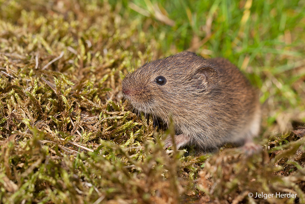 Microtus arvalis (door Jelger Herder)