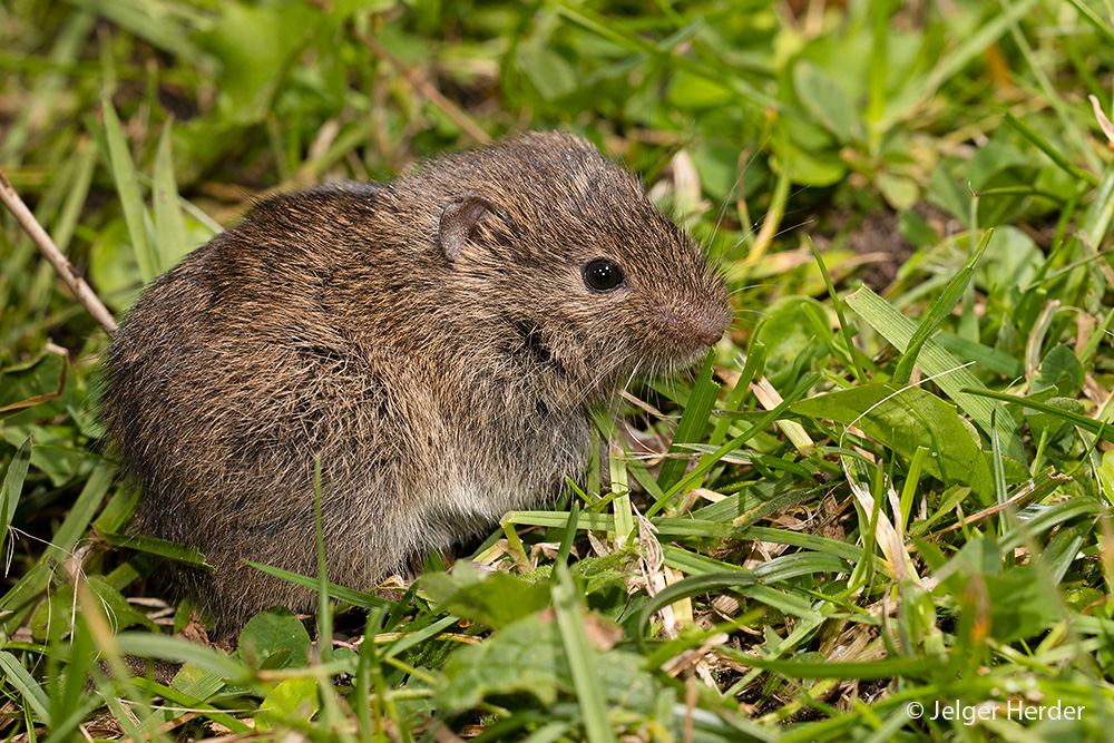 Microtus arvalis (door Jelger Herder)