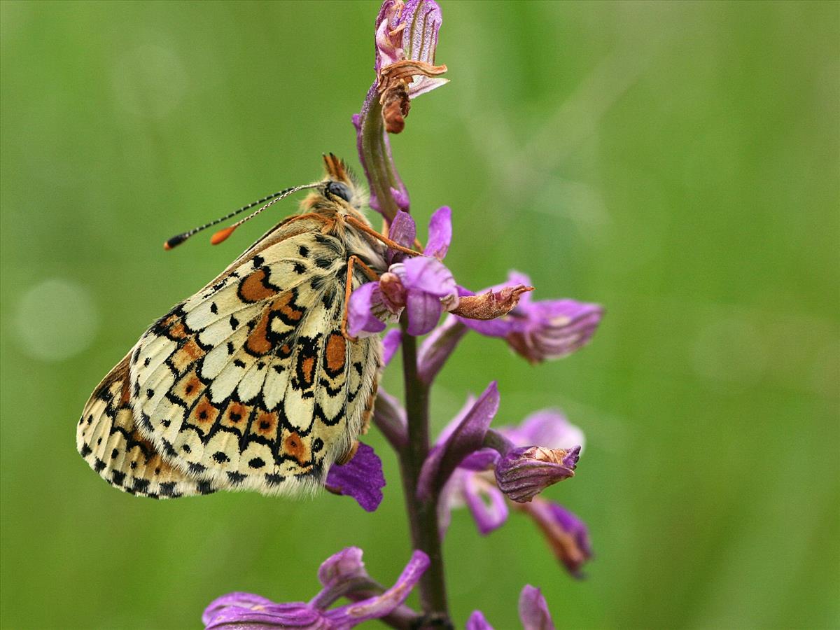 Melitaea cinxia (door Kars Veling)