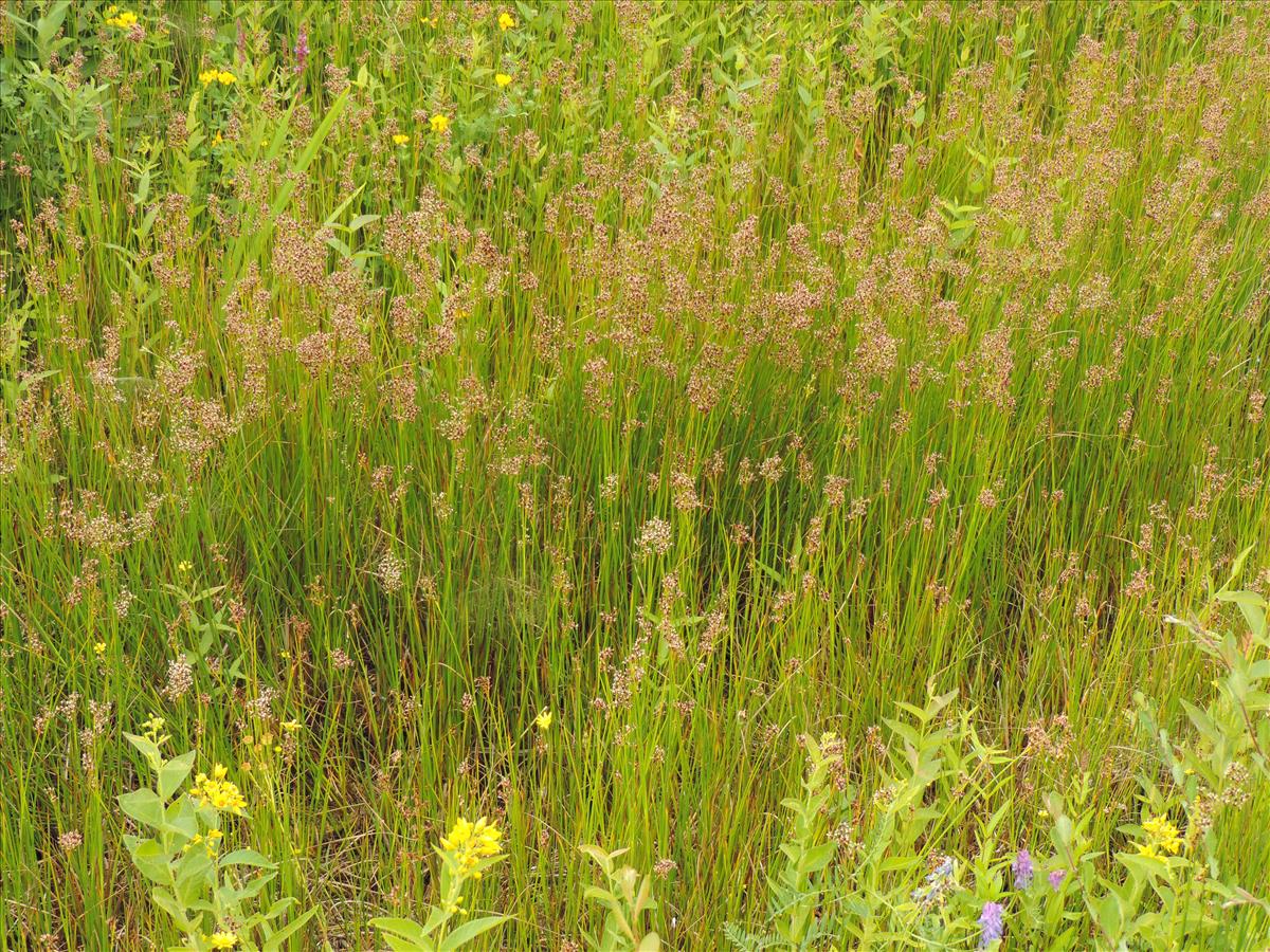 Juncus acutiflorus (door Wim van der Neut)