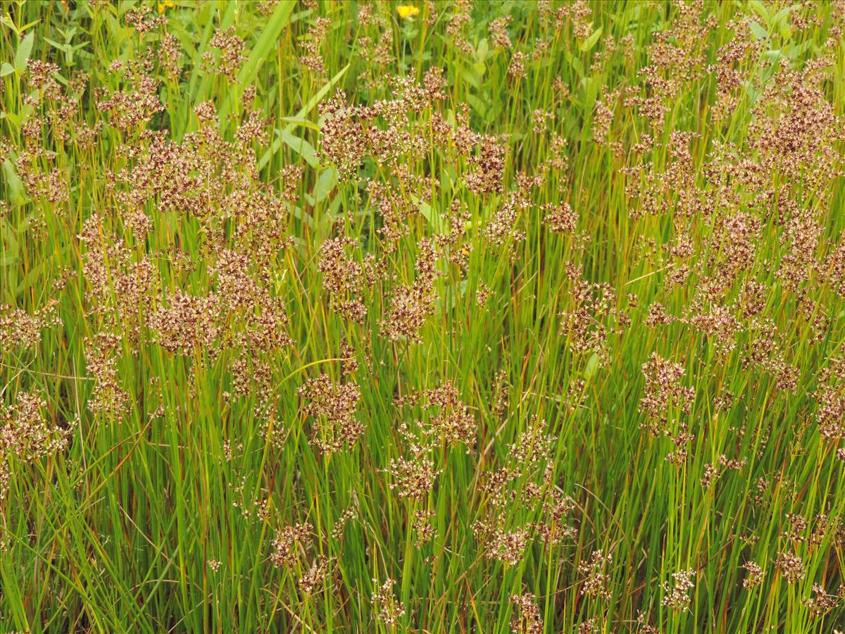 Juncus acutiflorus (door Wim van der Neut)