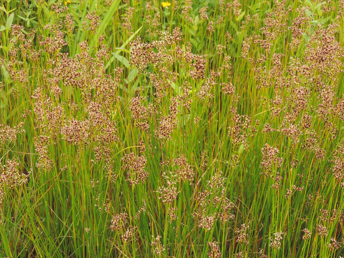 Juncus acutiflorus (door Wim van der Neut)