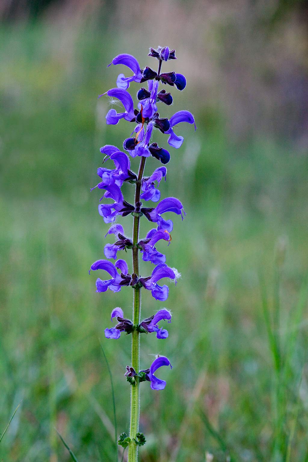 Salvia pratensis (door John Breugelmans)