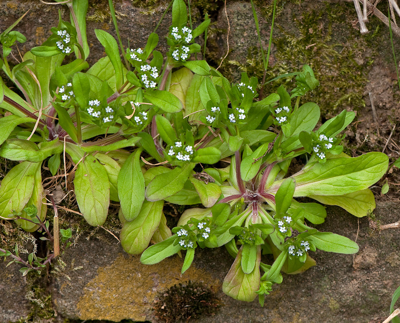 Valerianella locusta (door Wijnand van Buuren)