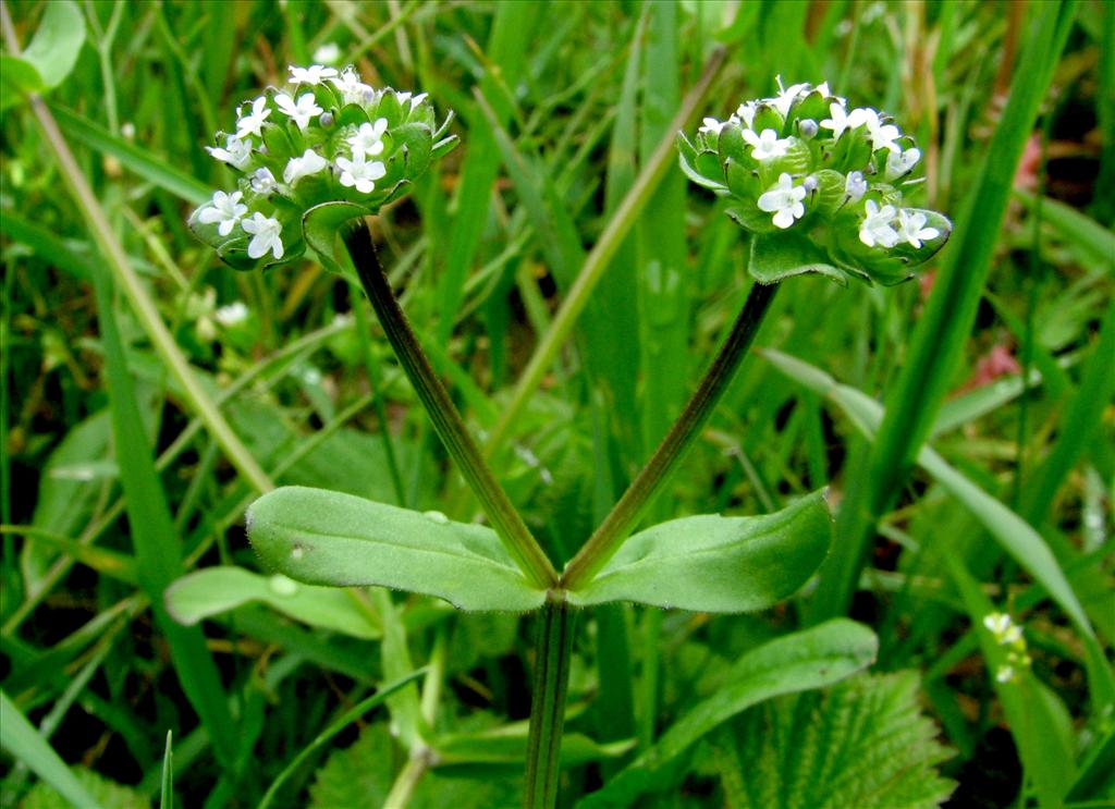 Valerianella locusta (door Bert Verbruggen)