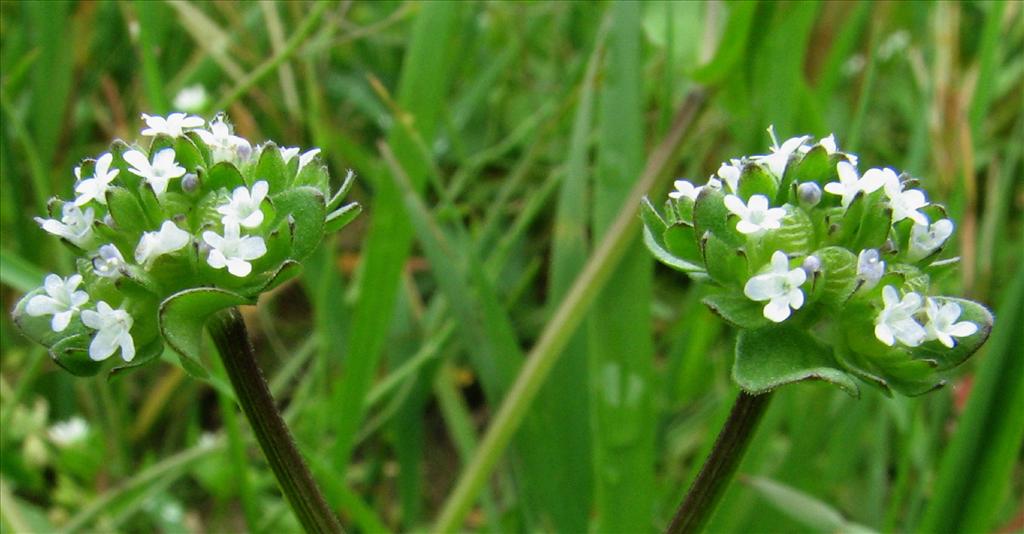 Valerianella locusta (door Bert Verbruggen)