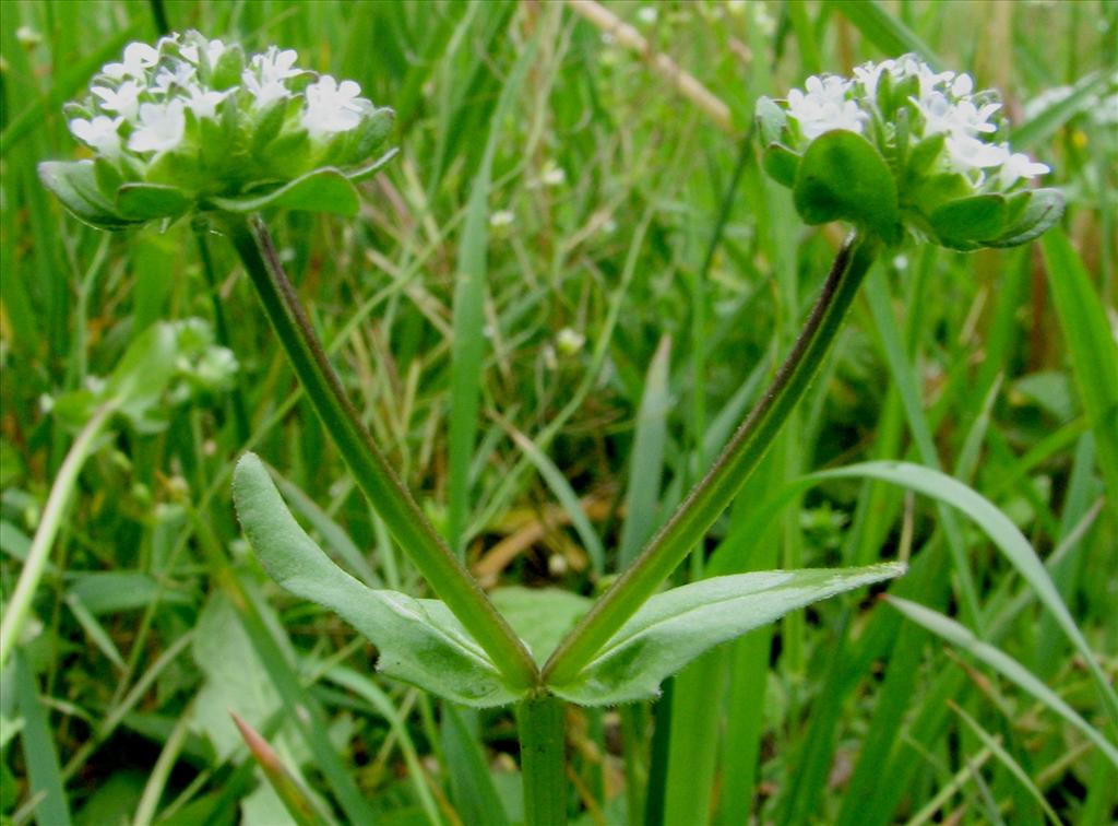 Valerianella locusta (door Bert Verbruggen)