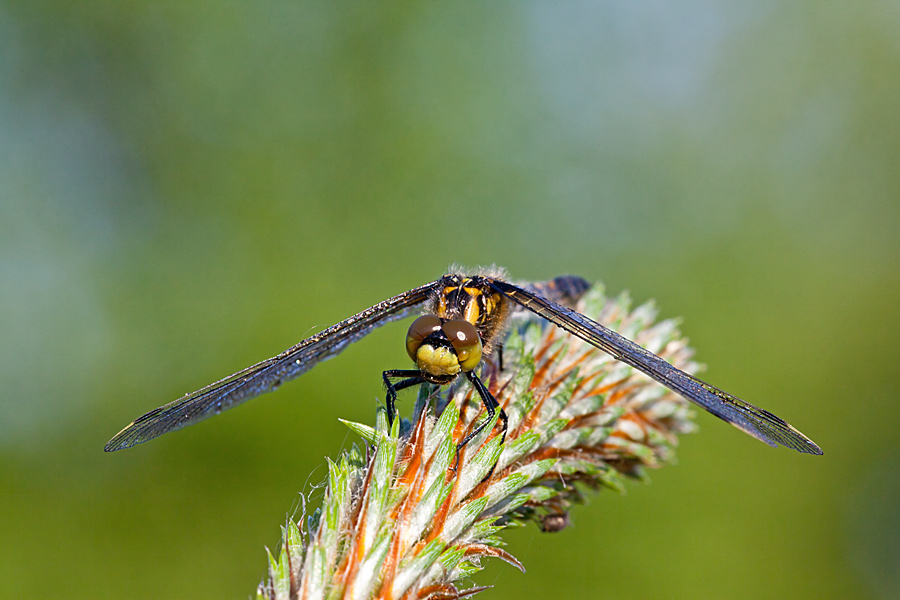 Leucorrhinia dubia (door John Breugelmans)