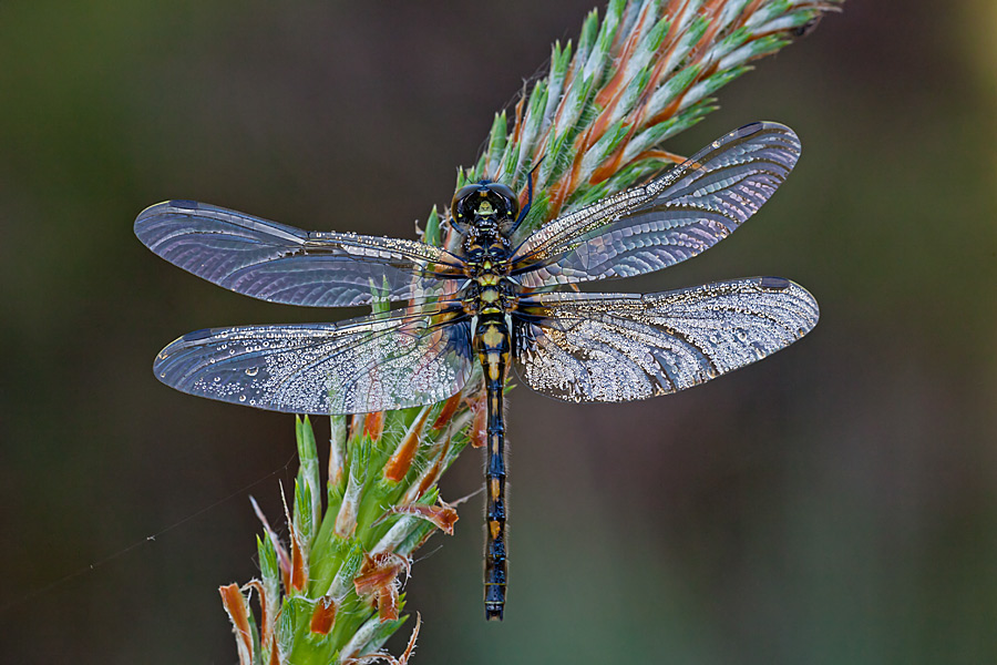 Leucorrhinia dubia (door John Breugelmans)