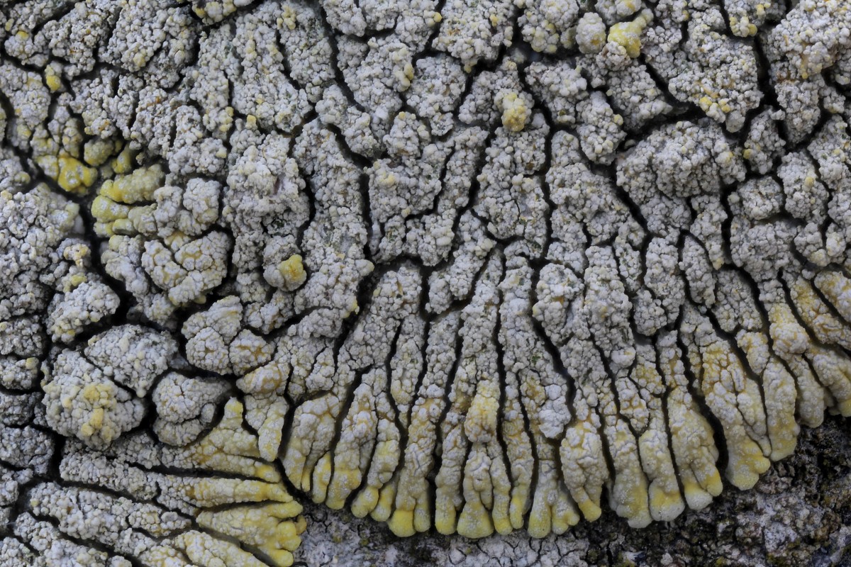 Polycauliona verruculifera (door Arjan de Groot)