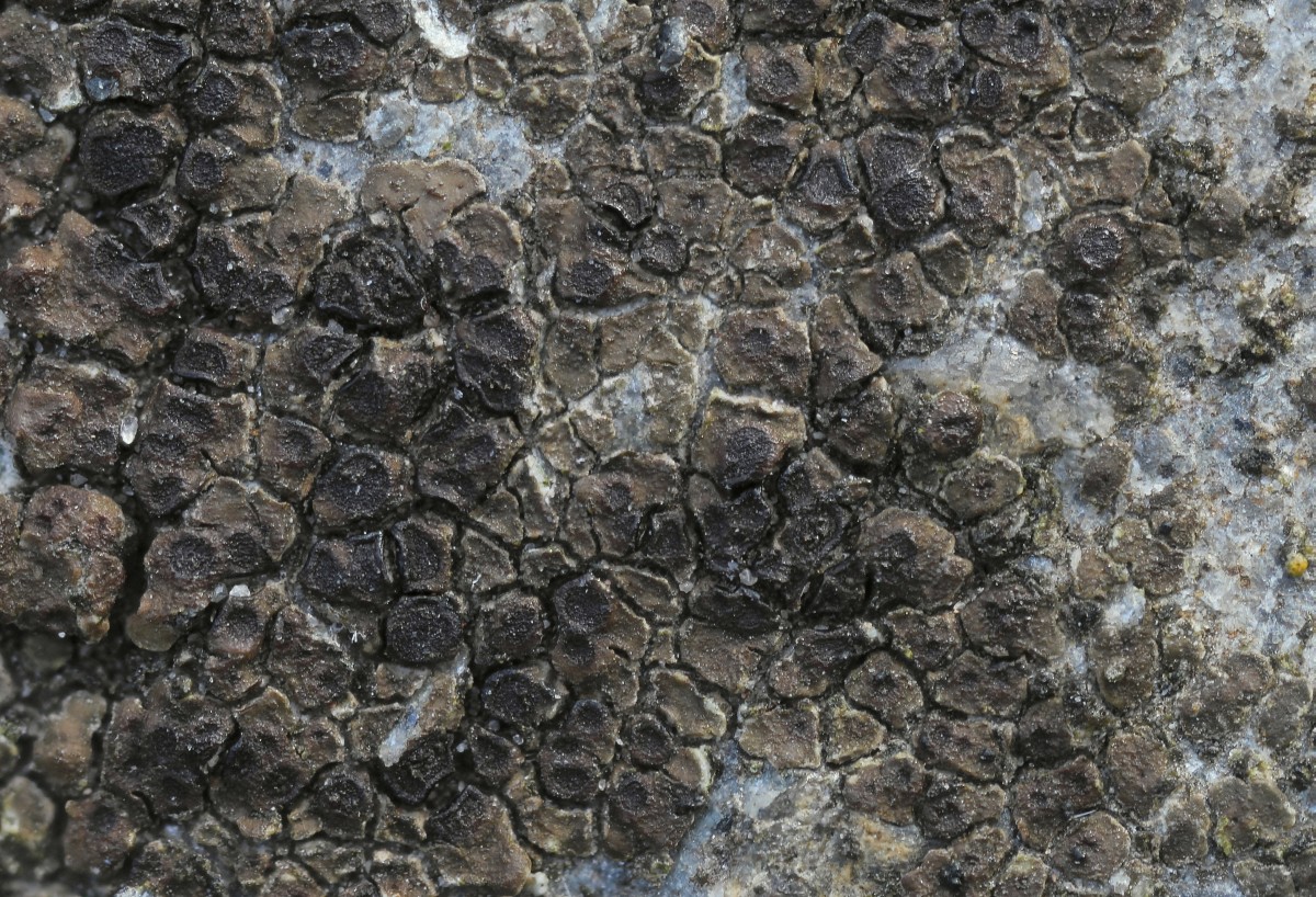 Acarospora veronensis (door Arjan de Groot)