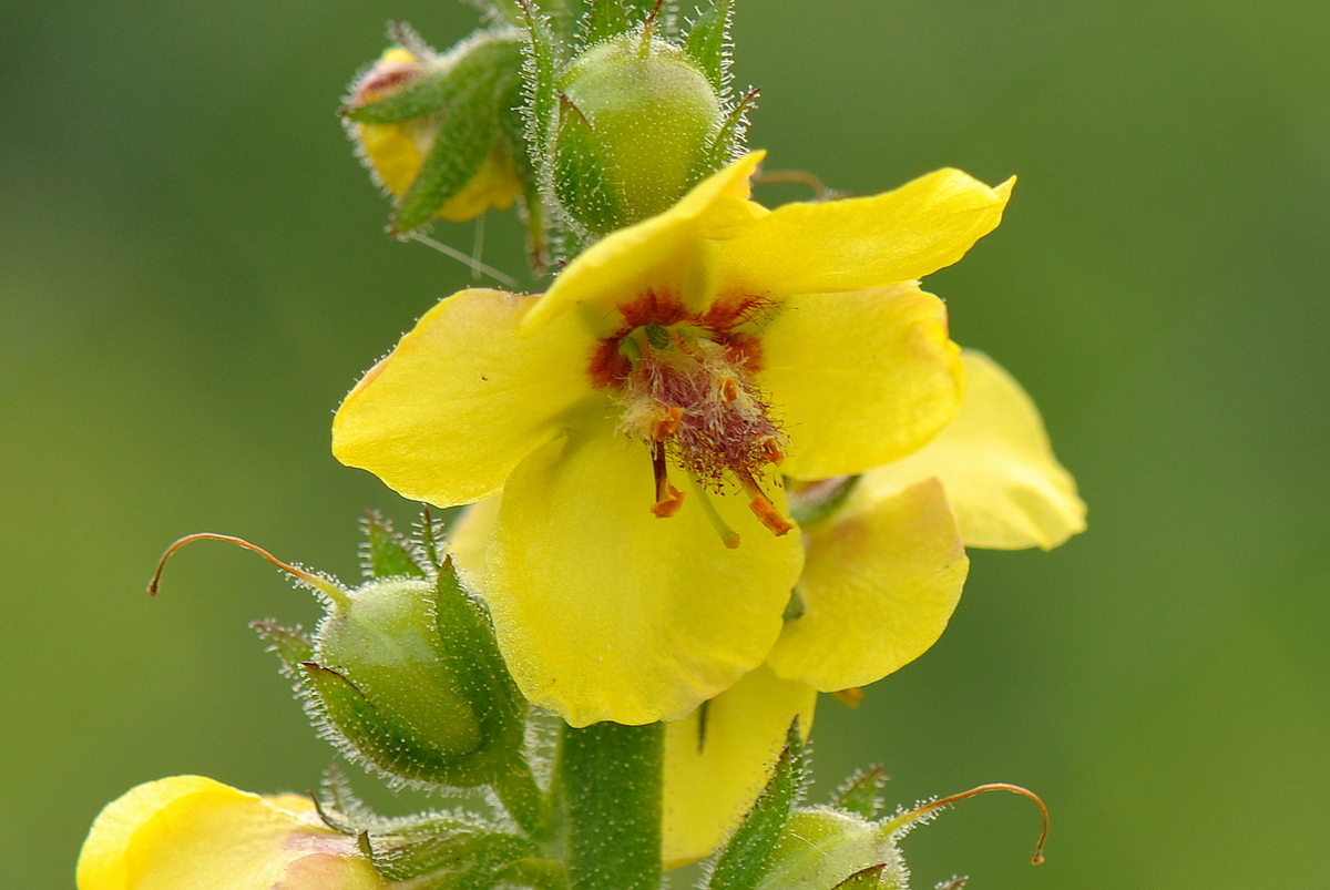 Verbascum blattaria (door Willie Riemsma)