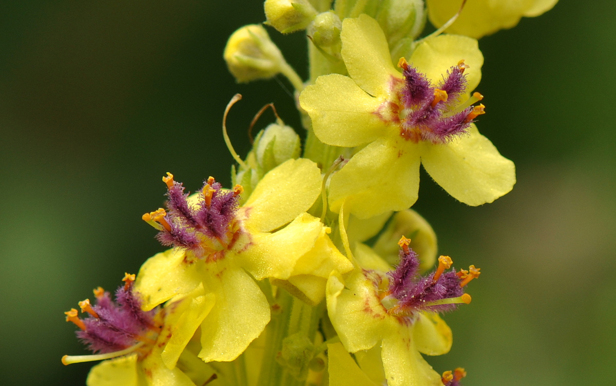 Verbascum nigrum (door Willie Riemsma)