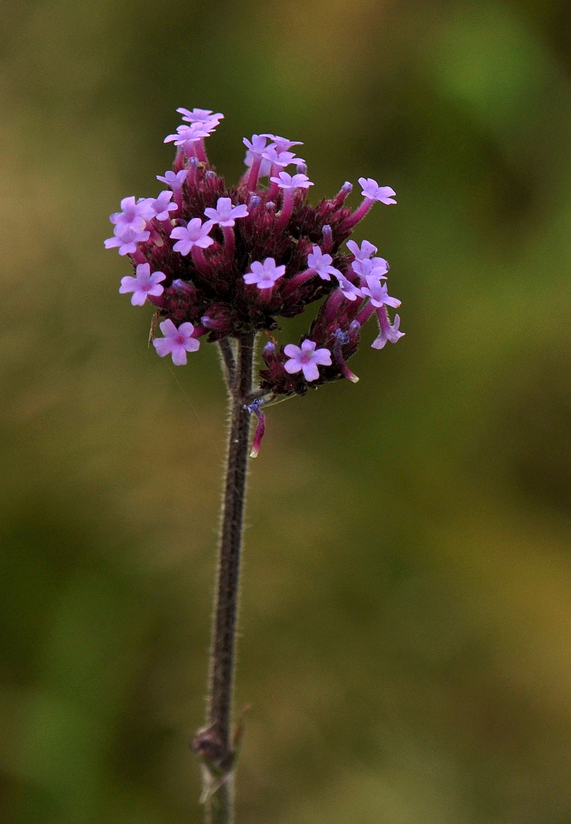 Verbena bonariensis (door Willie Riemsma)