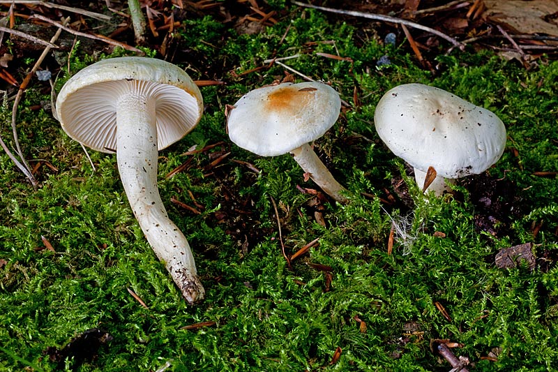 Hygrophorus discoxanthus (door John Breugelmans)