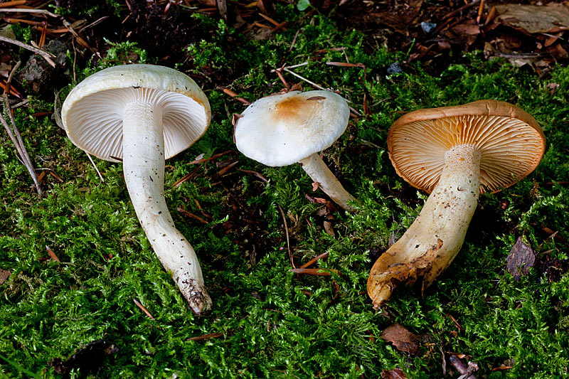 Hygrophorus discoxanthus (door John Breugelmans)