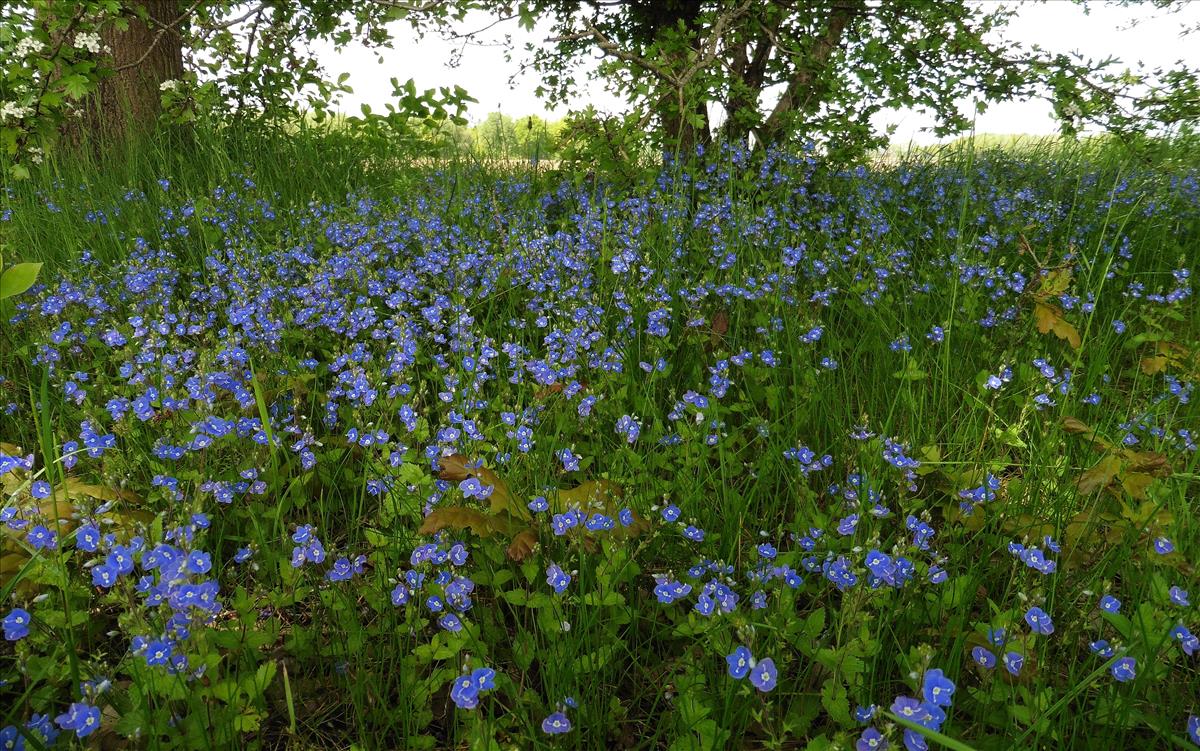 Veronica chamaedrys (door Willie Riemsma)