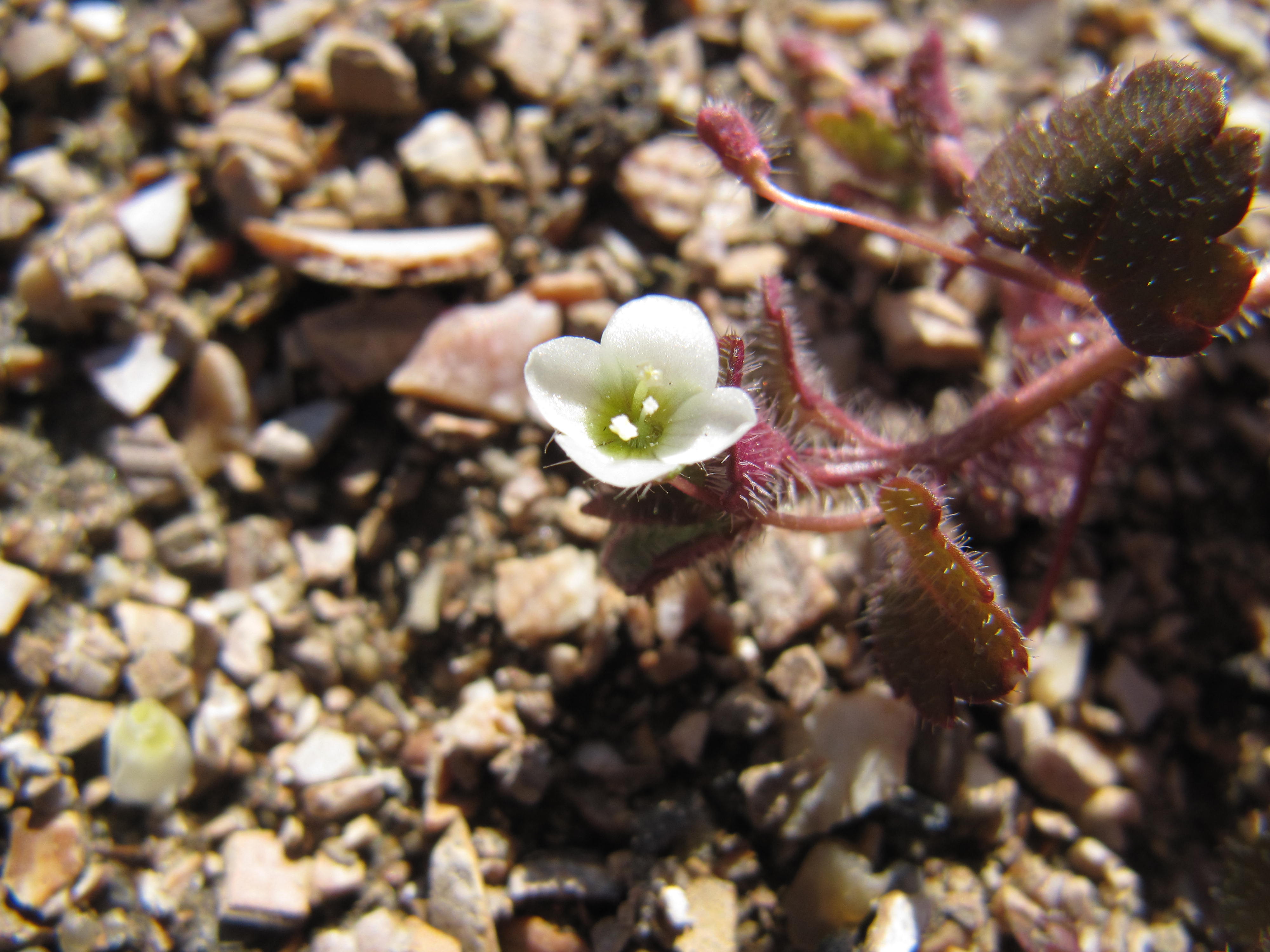 Veronica cymbalaria (door Awie de Zwart)