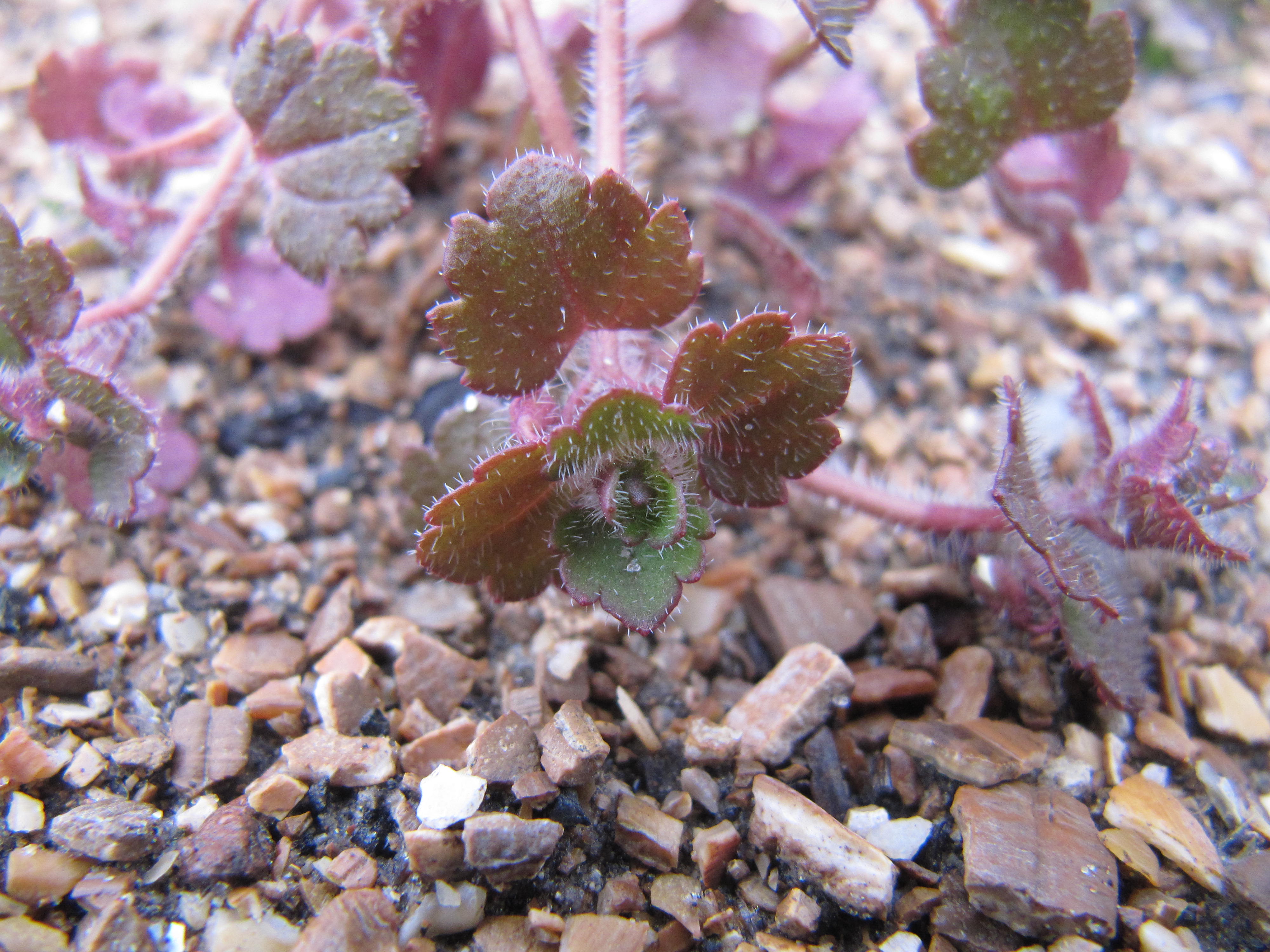 Veronica cymbalaria (door Awie de Zwart)