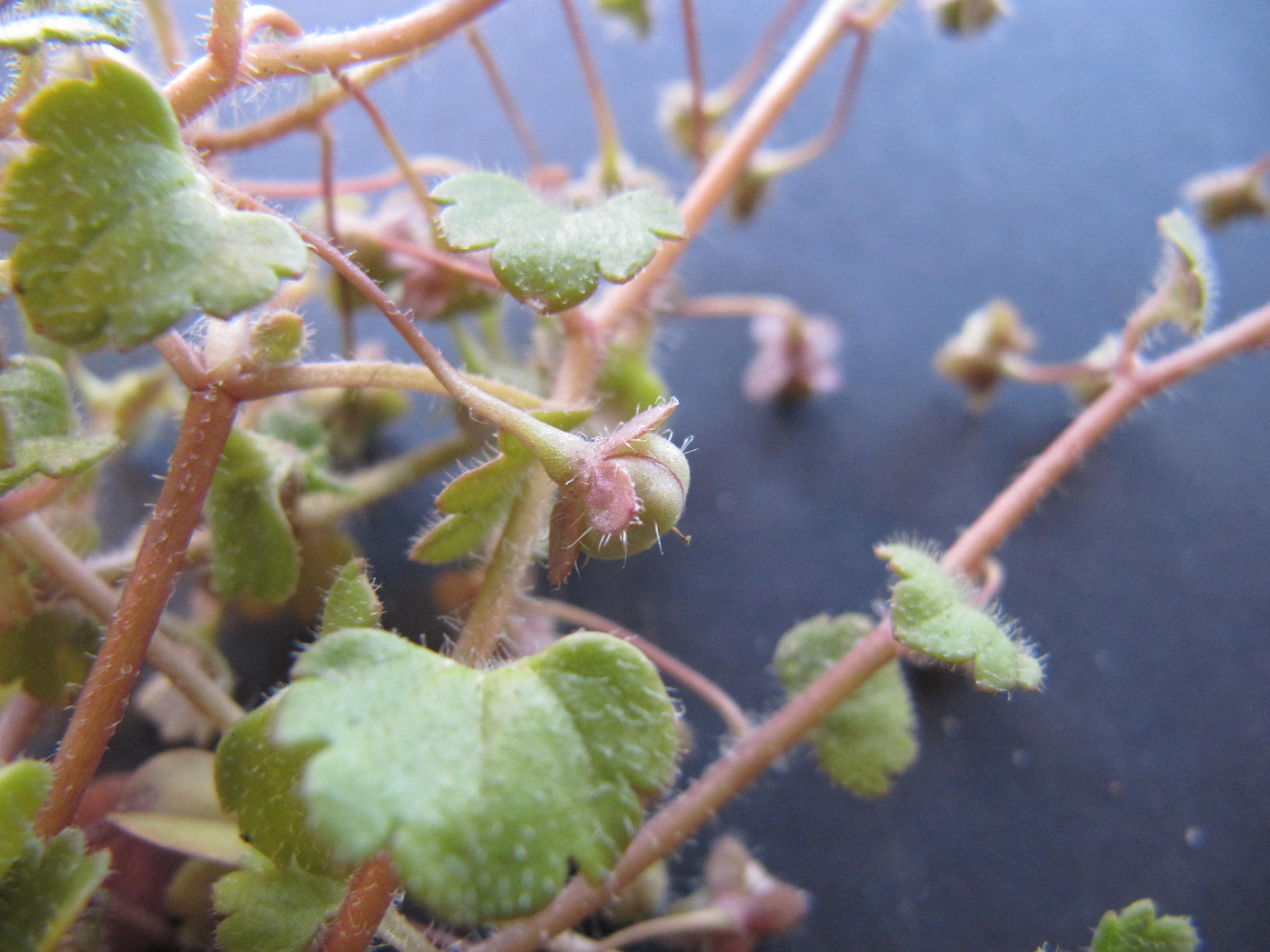 Veronica cymbalaria (door Awie de Zwart)