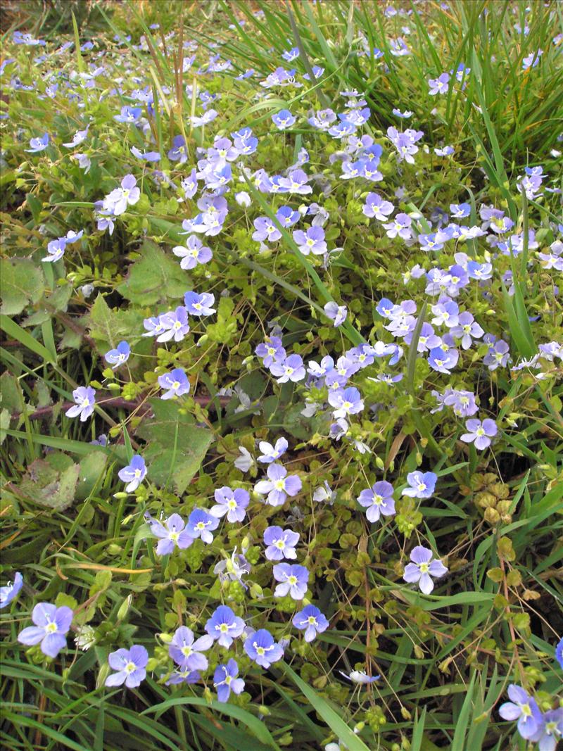 Veronica filiformis (door Willie Riemsma)