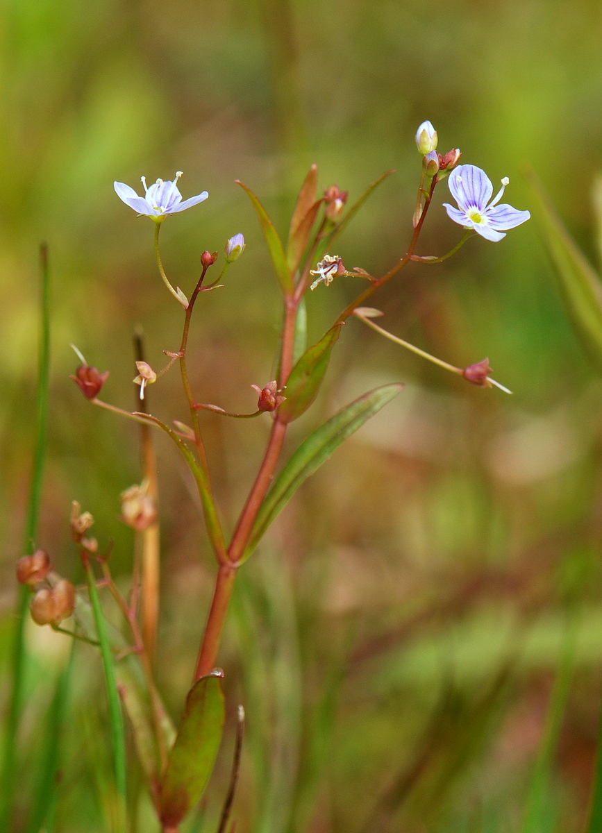 Veronica scutellata (door Willie Riemsma)