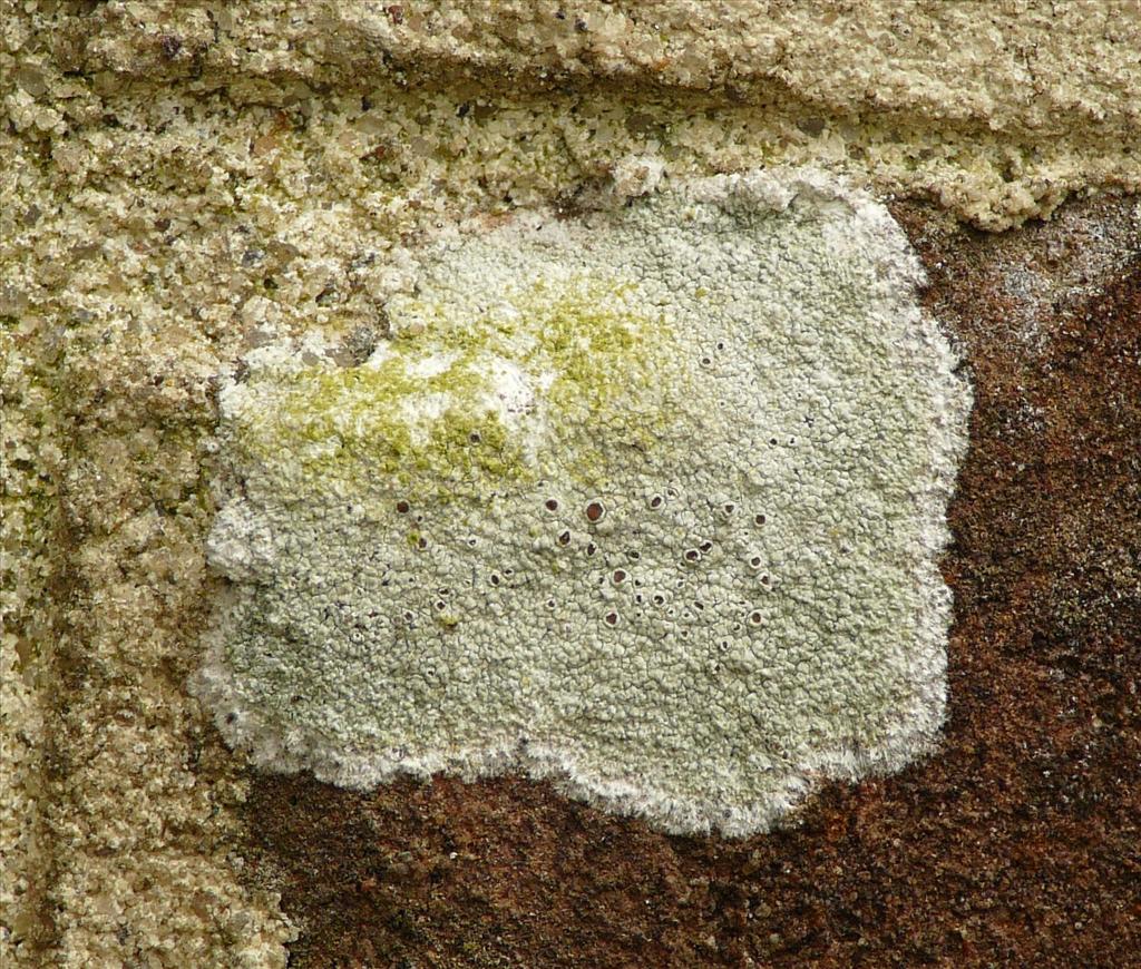 Lecanora campestris (door George Sinnema)