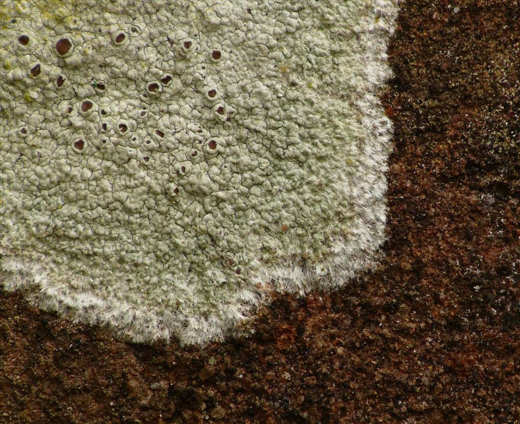 Lecanora campestris (door George Sinnema)