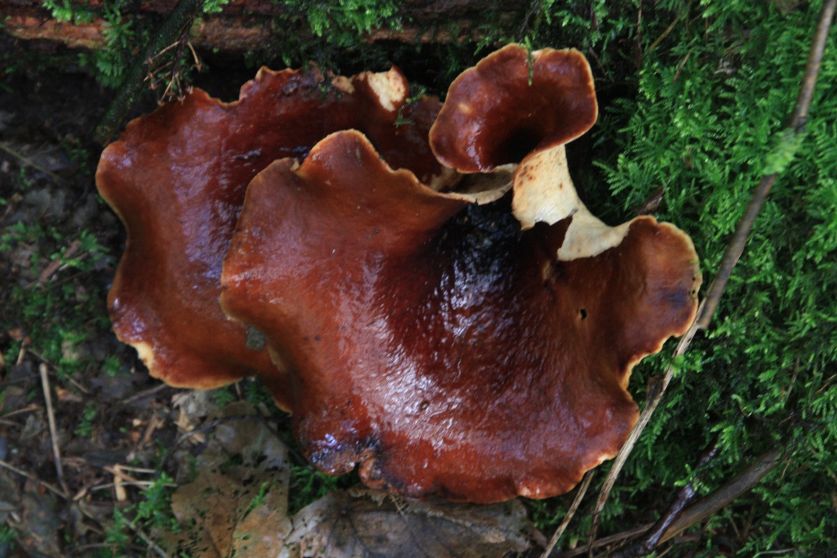 Polyporus badius (door Tjerk Nawijn)