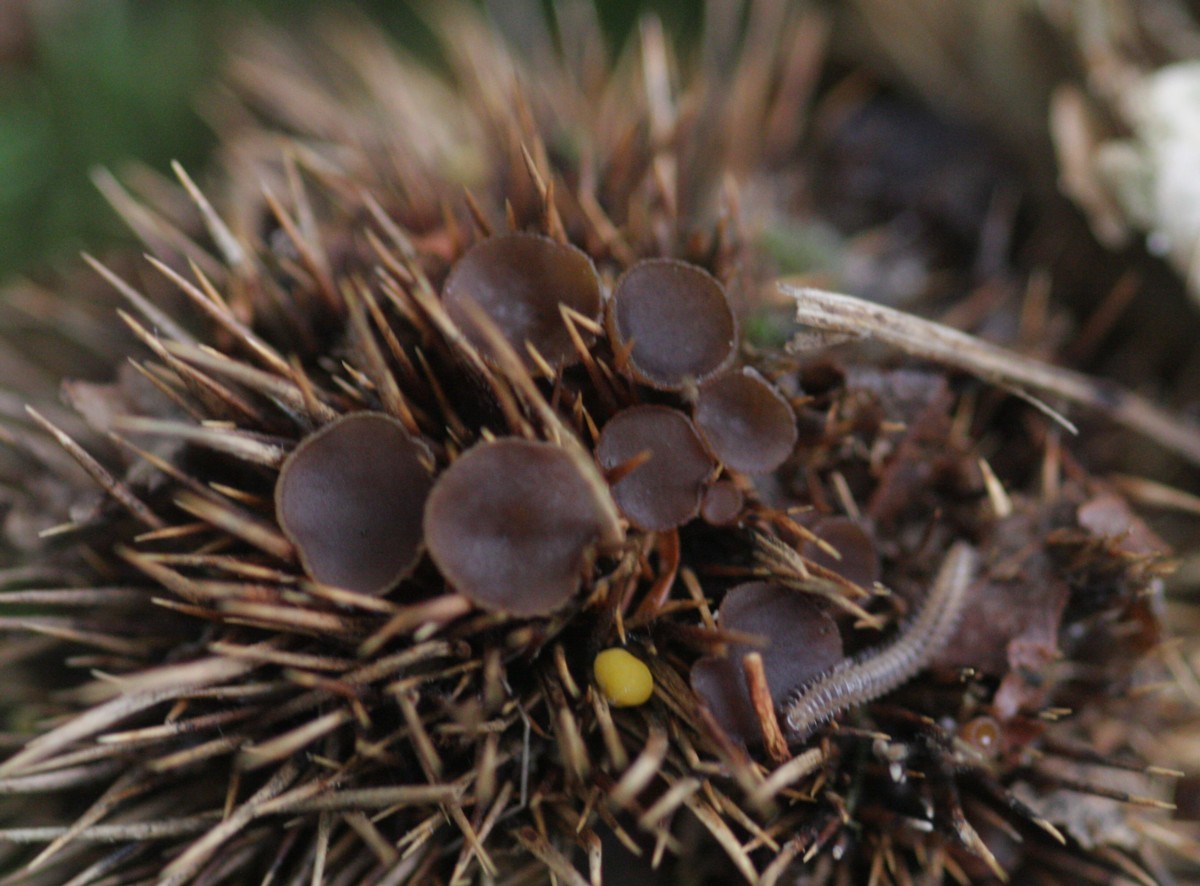 Rutstroemia echinophila (door Tjerk Nawijn)