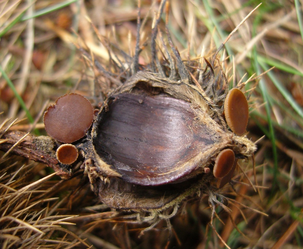 Rutstroemia echinophila (door Tjerk Nawijn)