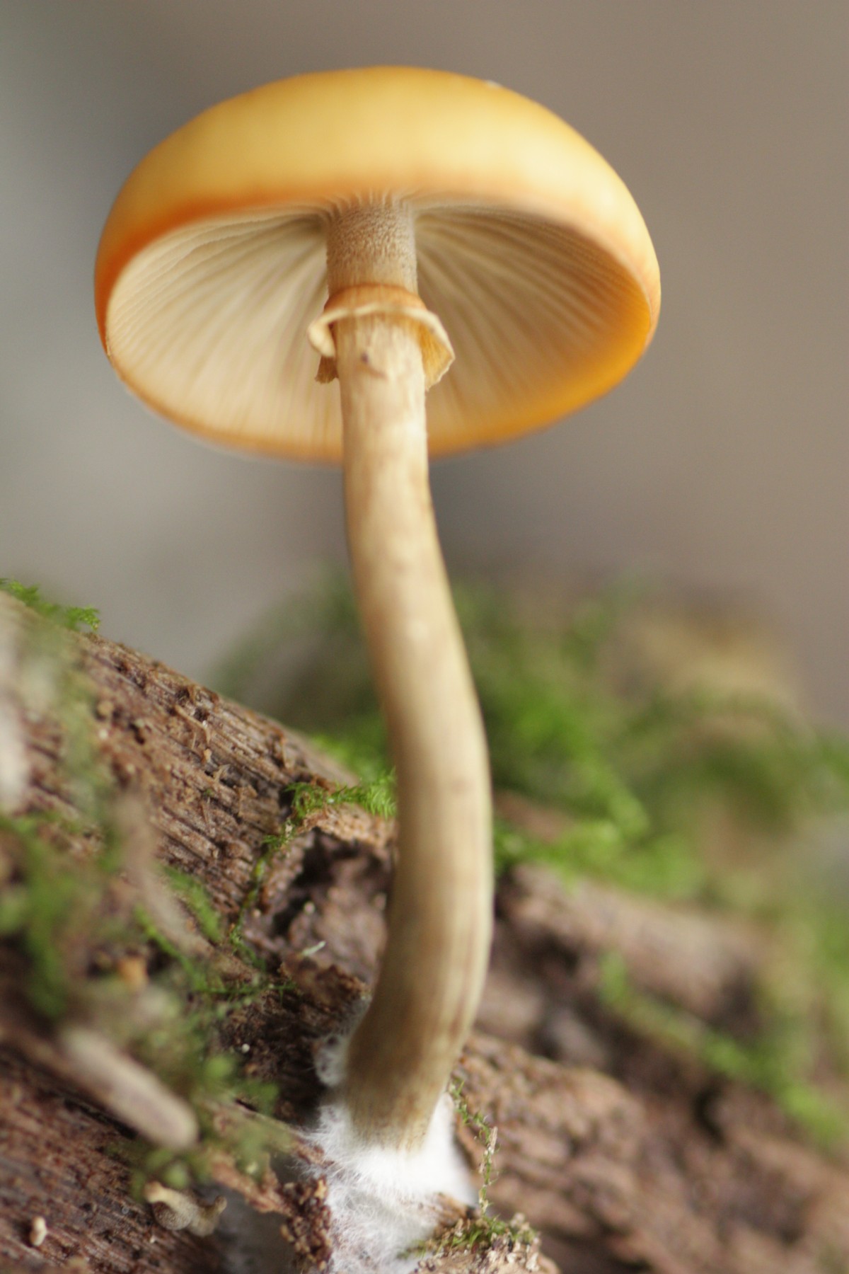 Galerina autumnalis (door Tjerk Nawijn)